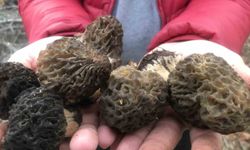 Bin 800 rakımlı dağlardan toplandılar: Bakın Kilosu Kaç TL?