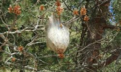 'Çam kese böceği' tehlikesi