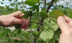 Giresun'da fındıkta don riski yok, üreticiyi kokarca korkutuyor