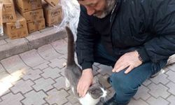 Köpeklerden kaçan kedinin imdadına itfaiye yetişti