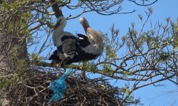 Leylek Ormanı şenlendi: Görenler hayran kaldı