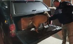 Samsun'da yabancı madde operasyonunda 165 bin hap ele geçirildi