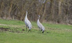 Turnaların izinde: 2026 izleme çalışmaları sürüyor