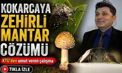 Baş Belası Kokarcaya Zehirli Mantar Çözümü ; KTÜ’den Umut Veren Çalışma
