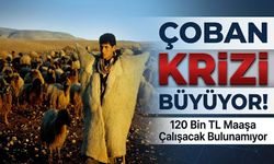 Yüksek Maaş Yetmedi: Besiciler Çoban Bulmakta Zorlanıyor