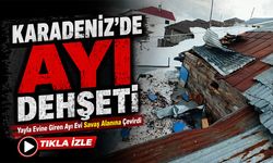 Karadeniz’de Aç Kalan Ayılar Yayla Evlerini Hedef Alıyor