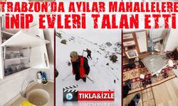 Trabzon’da Ayılar Yayladan Mahalleye İndiler : Ayılar Evlere Girmeye Başladı