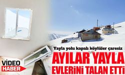 Bayburt’ta ayıların talanı: Yayla yolu kapalı, köylüler çaresiz