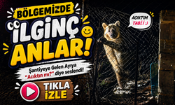 Bölgemizde şantiyeye inen ayı seslenince bakın ne yaptı!