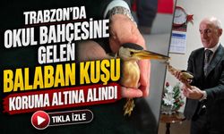 Trabzon’da Okul Bahçesine Gelen Balaban Kuşu Koruma Altına Alındı