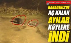 Artvin’de Ayılar Köylere İndi: Açlık Yaban Hayvanlarını Zorluyor