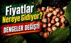 Fındıkta Dengeler Değişti: Giresun Fındığı Zirvede, Fiyatlar Nereye Gidiyor