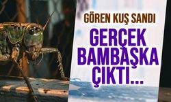 Gören Kuş Sandı, Gerçek Bambaşka Çıktı! Nöbetçiyi Korkutan Davetsiz Misafir