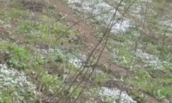 Giresun'da köy kooperatifinde sertifikalı 3 bin fındık fidanı üretildi