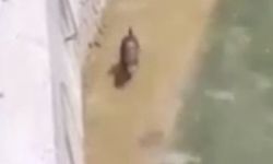 Gümüşhane'de Harşit Çayı'nda su samuru böyle görüntülendi