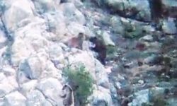 Gümüşhane'de anne ayının yavrusunu başka bir ayıdan koruması görüntülendi