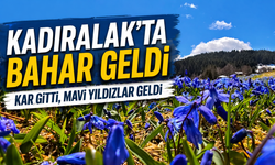 Kadıralak Yaylası’nda mavi yıldız çiçekleri açtı