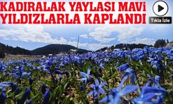 Trabzon’un Kadıralak Yaylası Mavi Yıldızlarla Kaplandı; Mavi Yıldız Çiçekleri Açtı