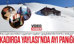 Kadırga Yaylası’nda ayı dehşeti: Evlere girip büyük zarar verdiler