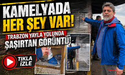Trabzon Yayla Yolunda Şaşırtan Görüntü: Kamelyada Her Şey Var