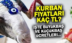 Kurban Hissesi Kaç TL? Büyükbaş ve Küçükbaş Güncel Liste