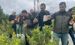 Artvin’de Şimşir Güvesine karşı biyolojik seferberlik