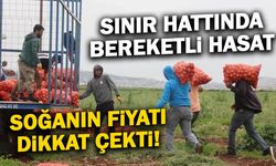 Sınır hattında bereketli hasat! Soğanın tarla fiyatı dikkat çekti