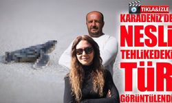 Rize Açıklarında Nadir Görüntü: Nesli Tehlikedeki Deri Sırtlı Kaplumbağa Görüntülendi