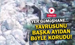 Anne Ayı Yavrusunu Diğer Ayıdan Böyle Korudu! O Anlar Kamerada