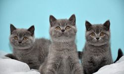 Yavru Kedi Sahiplenme Rehberi: Sağlıklı ve Mutlu Bir Başlangıç