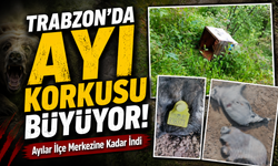Trabzon’da Ayı Korkusu Büyüyor! Vatandaşlar Evlerine Gitmeye Korkuyor