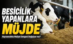 Hayvancılıkta Maliyet Dengesi Değişiyor mu?; Hayvancılıkta Nefes Aldıracak Haber