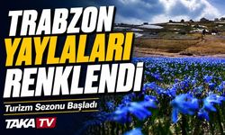 Trabzon yaylaları mayısla renklendi turizm hareketlendi