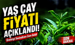 Flaş Gelişme: 2026 Yaş Çay Fiyatı Açıklandı! Üreticiyi Sevindiren Zam Geldi