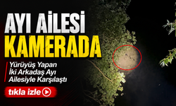 Yürüyüş Yapan İki Arkadaş Ayı Ailesiyle Karşılaştı; Ayı Ailesi Kamerada