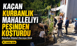 Rize’de Kaçan Kurbanlık Mahalleliyi Peşinden Koşturdu: Belediye Ekipleri Devreye Girdi