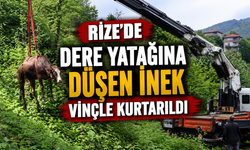 250 Bin Liralık Kurbanlık Dereye Uçtu! Rize’de Nefes Kesen Kurtarma