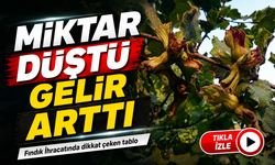 Fındık İhracatında Miktar Düştü, Kilogram Geliri Rekor Kırdı