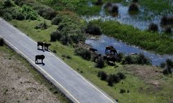 Büyükbaş ve küçükbaş hayvan varlığı artıyor