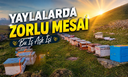 Karadenizli arıcılar bal sezonu için yayla yoluna çıktı