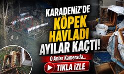 Aç Kalan Ayılar  Karadeniz'de Köye İndi Kovanları Parçaladı: O Anlar Kamerada