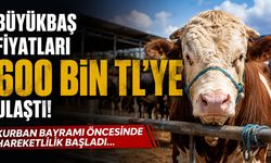 Büyükbaş Fiyatları 600 Bin TL'ye Ulaştı! Kurban Bayramı Öncesinde Hareketlilik Başladı...