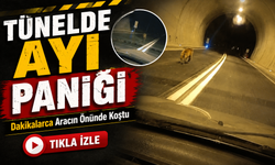 Aracın Önünde Dakikalarca Koştu: Giresun’daki Ayı Görüntüleri Sosyal Medyada Gündem Oldu