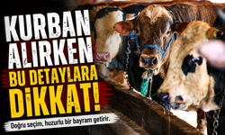 Kurbanlık Alacaklar Dikkat! İstanbul’daki Hareketlilikte Kritik Uyarı