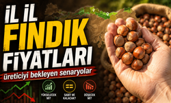 Ordu, Giresun, Trabzon Fındık Fiyatı Ne Kadar Oldu? Üreticiyi Bekleyen Senaryolar