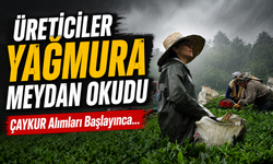 Doğu Karadeniz’de Yağışa Rağmen Çay Hasadı Durmadı! Üreticiler Bayram Tatilini Fırsata Çevirdi