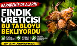 Fındık Fiyatları Güncellendi: Karadeniz’de Yeni Rakamlar Açıklandı
