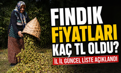Fındık Fiyatları Kaç TL Oldu? İl İl Güncel Liste