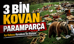 Ayı Kabusu Karadeniz’de Büyüyor: 3 Bin Kovan Parçalandı