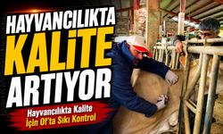 Of’ta Ari İşletmelere Sıkı Denetim: Hayvancılıkta Kalite Artıyor